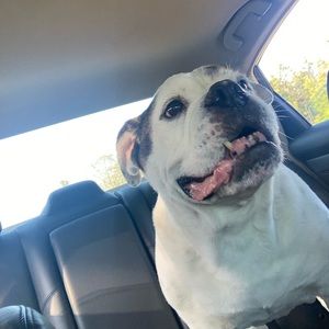 Meet your Posher, Chase